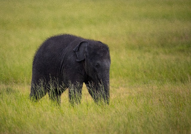 Un bébé éléphant marchant seul au milieu d'une prairie d'herbes hautes.