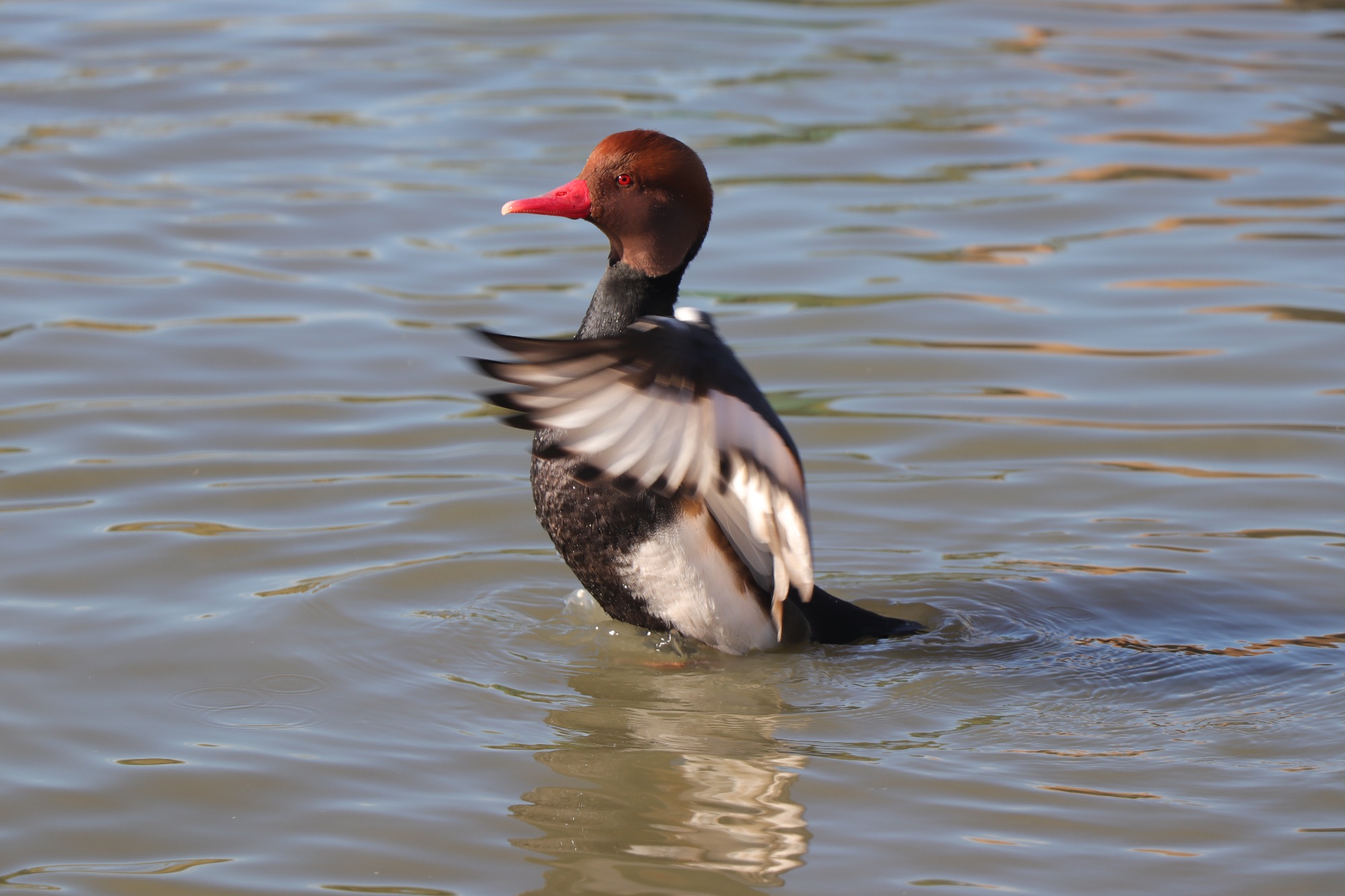 Un canard nette rousse mâle au bec rouge déployant ses ailes sur une étendue d'eau.