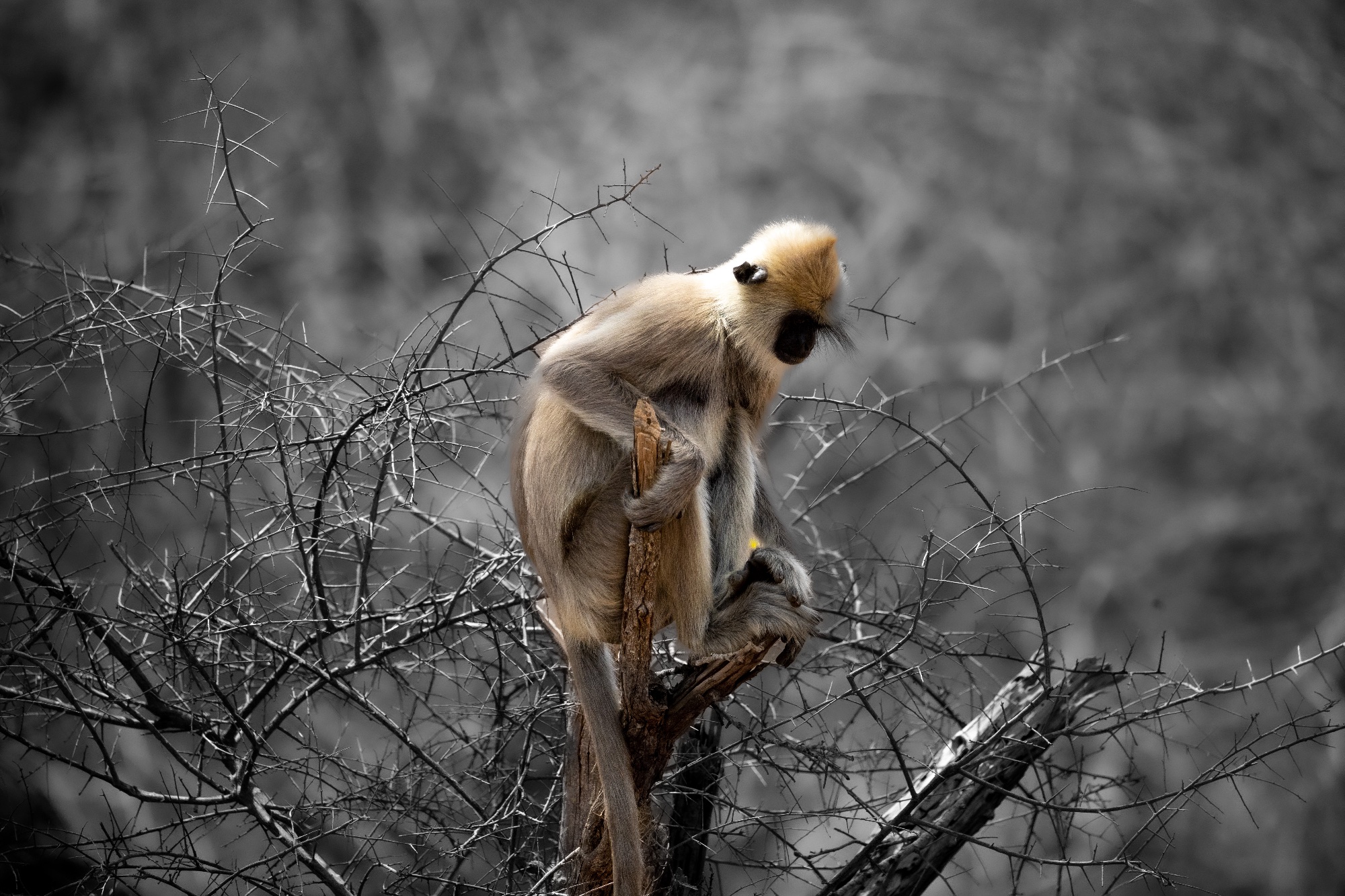 Singe entelle assis au sommet d'un arbuste épineux sur fond gris désaturé.