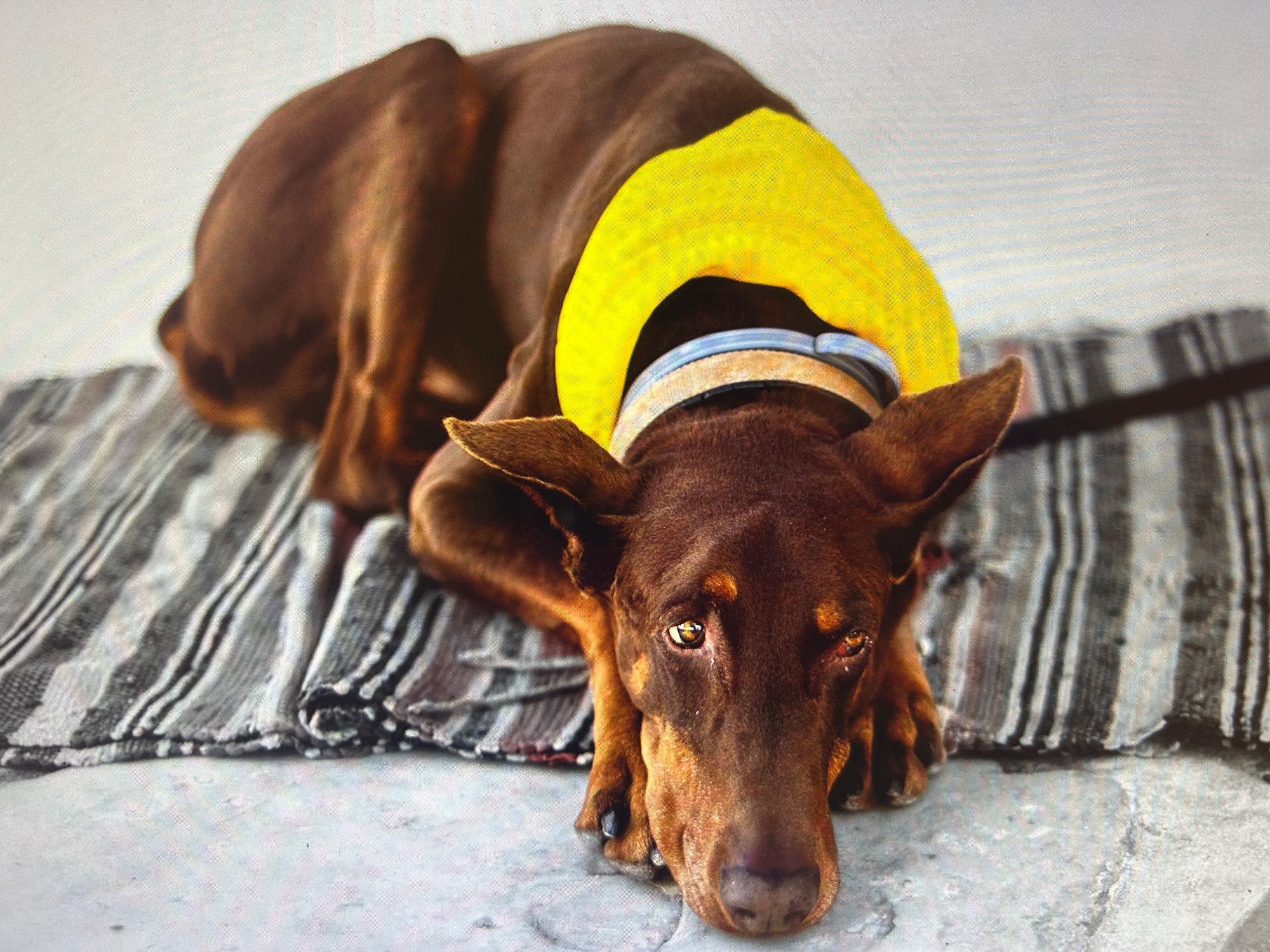 Chien marron allongé sur un tapis rayé portant un coussin de cou jaune.