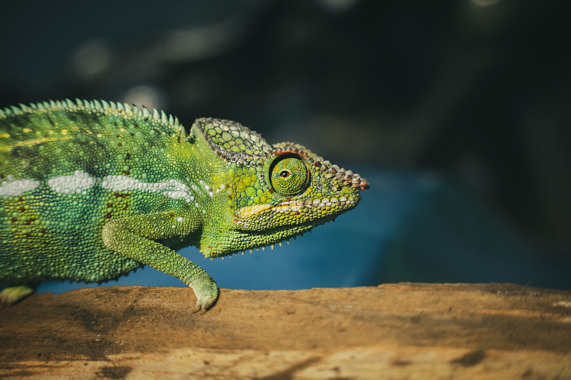 Gros plan sur la tête et le corps écailleux d'un caméléon vert perché sur un morceau de bois.
