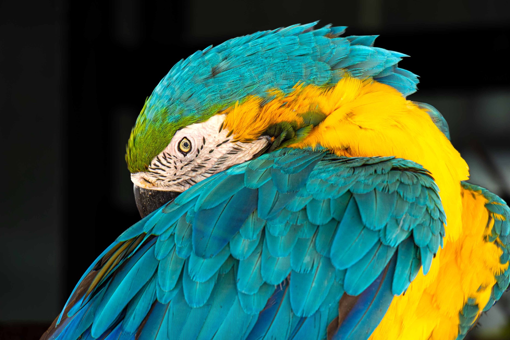 Gros plan sur la tête et les plumes bleues et jaunes d'un perroquet ara sur fond sombre.